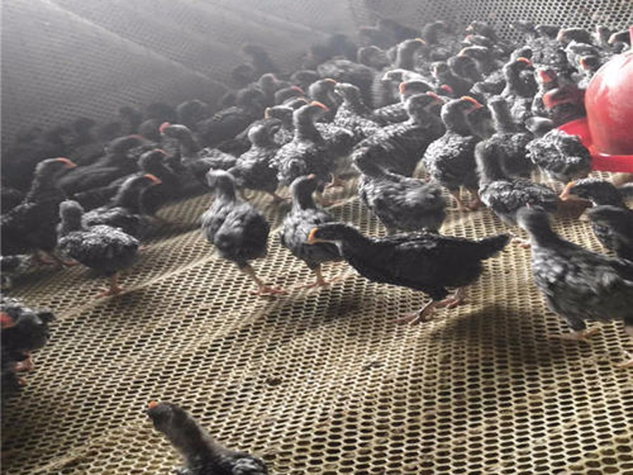 如何飼養好蘆花雞