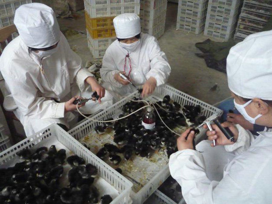 鳳岐茶社副總裁宋磊協(xié)同縣領(lǐng)導來公司考察