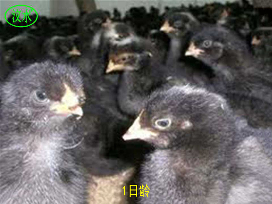 誘發蘆花雞呼吸道疾病的環境因素