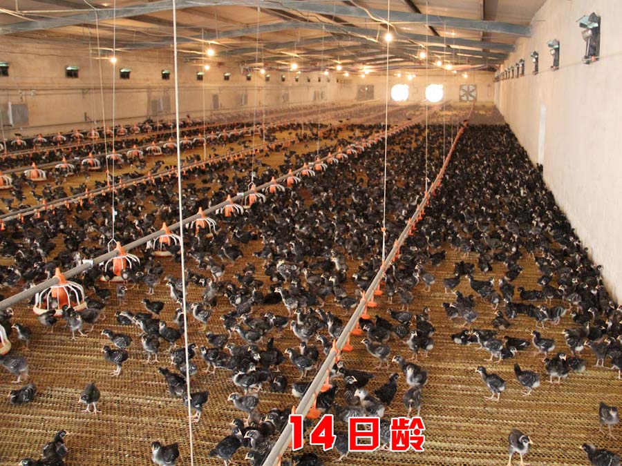 育成雞03