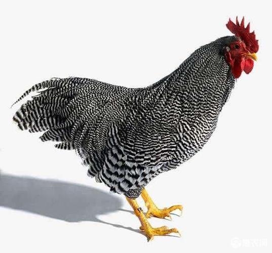 養雞消毒的主要環節和方法