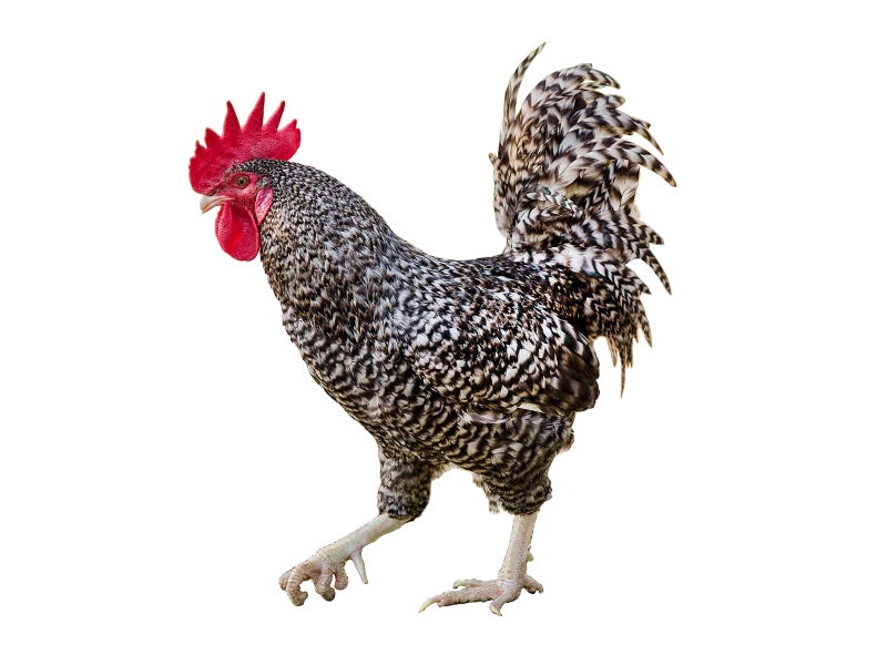 濟寧6個“土特產”