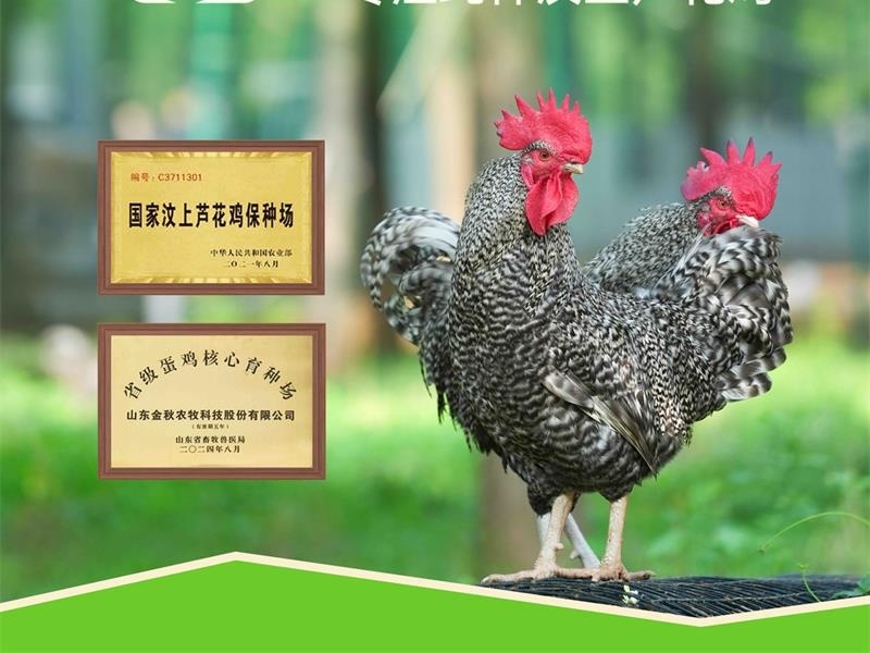 金秋農牧 | 汶水牌汶上蘆花雞：用全產業鏈的嚴苛守護，重新定義餐桌安全